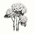 Ethereal Hydrangea Flowers: Delicate Pencil Sketches In Prudence Heward\'s Style