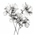 Ethereal Illustrations: Black And White Line Drawing Of Hydrangea Shaped Snapdragon Flowers