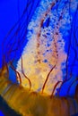 Ethereal Jellyfish Dance in Gatlinburg Aquarium, Tennessee
