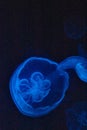 Ethereal Jellyfish Glowing in Blue Light, Underwater Scene