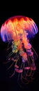 Ethereal Jellyfish in Late Afternoon Light: A Group of Transparent Tentacles and Bell-Shaped Body Ideal for Underwater D.