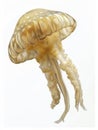 Ethereal jellyfish with spotted dome and delicate tentacles drifting elegantly against a white background.