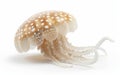 Ethereal jellyfish with spotted dome and delicate tentacles drifting elegantly against a white background.
