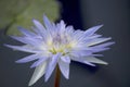 Ethereal Lavender and White Water Lily Flower Just Opening