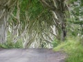 Ethereal light at The Dark Hedges as seen in The Game of Thrones Ireland