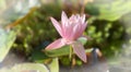 Ethereal light pink water lily