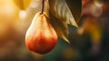 Ethereal Macro Shot Of A Ripe Red Pear On A Tree