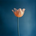 Ethereal Minimalism: Graceful Balance Of A Single Orange Tulip