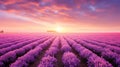 Ethereal Misty Sunrise over a Vast Lavender Field with a Sea of Purple Flowers Royalty Free Stock Photo