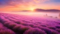 Ethereal Misty Sunrise over a Vast Lavender Field with a Sea of Purple Flowers