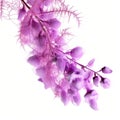 Ethereal Photogram: Blooming Purple Wisteria On White Background Royalty Free Stock Photo