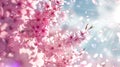 Ethereal pink sakura blossoms against a clear spring sky, with p
