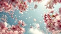 Ethereal pink sakura blossoms against a clear spring sky, with p