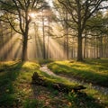 Ethereal rays between tall, sturdy trees. A gentle stream winds Royalty Free Stock Photo