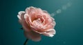 ethereal rose bloom against teal backdrop, a serene digital creation - generated using ai