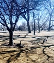 Ethereal scenic landscape at the park with geese Royalty Free Stock Photo
