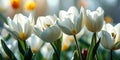 Ethereal Spring Elegance: Close-up of White Tulip Flowers in Nature's Serenity