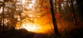 Ethereal Sunrise: Sunbeams and Mist in the Autumn Woods