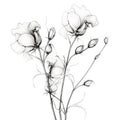 Ethereal Transparency: Delicate Black And White Flower Drawings