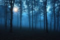 Ethereal Whispers: A Forest of Mystery in Fog Royalty Free Stock Photo