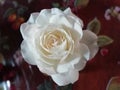 Ethereal white antique rose for purity and wedding