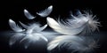 Ethereal White Feathers on a Black Background A Serene and Tranquil Image for Wallpaper Design or Art Projects Royalty Free Stock Photo