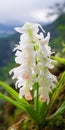 Ethereal White Orchid: A Swiss Style 8k Chromatic Saturation Masterpiece