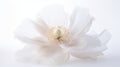 Ethereal White Poppy Flower On White Background Stock Photo