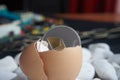 Ethereum coin in broken eggshell Royalty Free Stock Photo