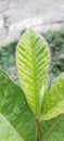 Ethinic/Cultural info of Guava Leaves