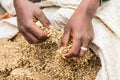 Bulk grain for sale at the market in Debark