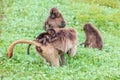 Baby Gelada baboon on it`s mother`s back