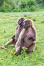 A pair of female Gelada baboons