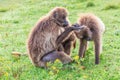 A pair of Gelada baboons grooming each other