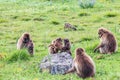 Three baby Gelada baboons play fighting among a group of adults