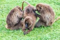 Three Gelada baboons grooming each other
