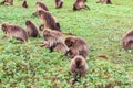 A troop of Gelada baboons feeding Royalty Free Stock Photo