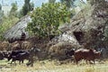 Farmer is plowing the field with his team of oxen