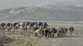 Ethiopian Camel Caravan