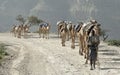 Ethiopian Camel Caravan 2