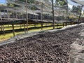 Ethiopian coffee cherries lying to dry in the sun in a drying station on raised bamboo beds. Natural process, Bona Zuria, Sidama, Royalty Free Stock Photo