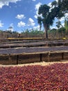 Ethiopian coffee cherries lying to dry in the sun in a drying station on raised bamboo beds. This process is the natural process.