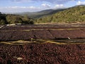 Ethiopian coffee cherries lying to dry in the sun in a drying station on raised bamboo beds. This process is the natural process.