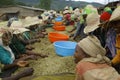 Ethiopian Coffee in harvesting