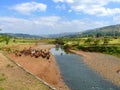 Ethiopian cows on watering the river. Africa, Ethiopia.