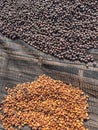 Ethiopian dried and peel off shell coffee bean lying to dry in the sun. Bona Zuria, Ethiopia