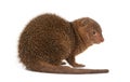 Ethiopian dwarf mongoose, Helogale hirtula, isolated