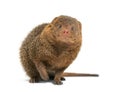 Ethiopian dwarf mongoose, Helogale hirtula, isolated