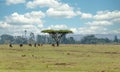 Ethiopian farm animals in the countryside