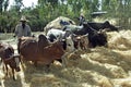 Ethiopian farmer and cows threshing harvested grain Royalty Free Stock Photo